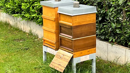 Beehives in a garden